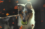 longhaired Collie Puppy