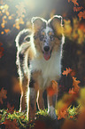 longhaired Collie Puppy