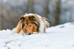 lying longhaired Collie