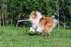 playing longhaired Collie