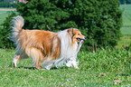 playing longhaired Collie