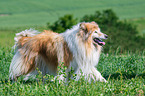 walking longhaired Collie