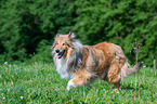 walking longhaired Collie