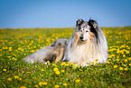 blue-merle Collie