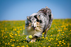 blue-merle Collie