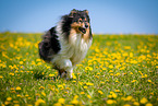 Collie on flower meadow