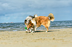 playing Collies