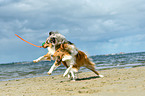playing Collies