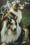 2 Collies