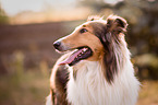 longhaired Collie Portrait