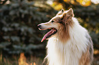 longhaired Collie Portrait