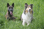 Collie with Malinois