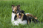 lying Collies