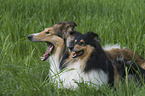 lying Collies