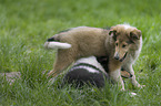 playing Collie Puppies