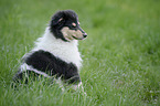 sitting Collie Puppy