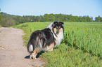 walking Collie