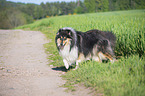 walking Collie