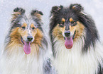 Collies portrait