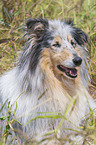 Collie portrait