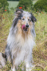 sitting Collie