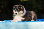 Collie Puppy