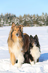 Collie and Sheltie