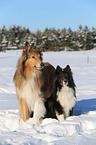 Collie and Sheltie