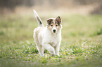 Collie Puppy