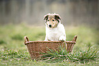 Collie Puppy