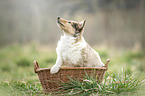 Collie Puppy