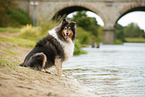 tricolour Collie