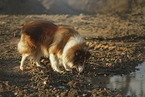 longhaired Collie