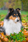 female Collie