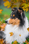 female Collie