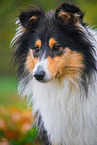 female Collie