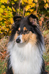 female Collie