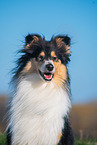 female Collie