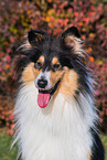 female Collie