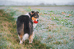 female Collie