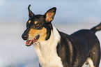 shorthaired Collie