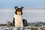 shorthaired Collie