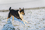 shorthaired Collie