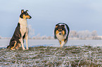 2 Collies