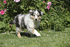 Collie Puppy