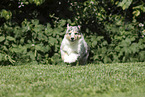 Collie Puppy