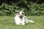 Collie Puppy