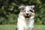 Collie Puppy