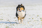 female Collie