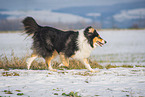 female Collie